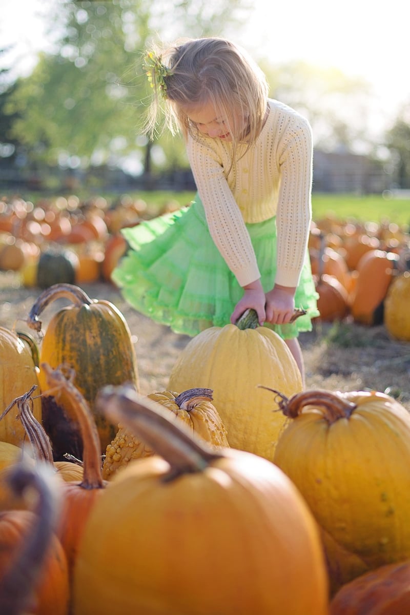 Fresh pumpkin for fall recipes